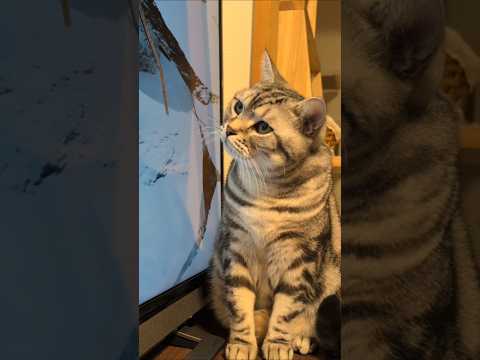 アメショーのラッテ アメショ アメリカンショートヘア 猫と暮らす家猫との暮らし猫 サムネイル