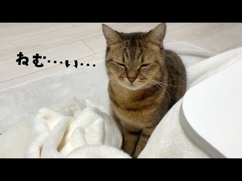 毎日ほとんど寝てるのに寝不足そうな猫 サムネイル