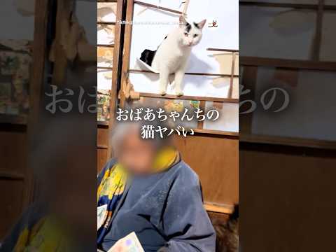 おばあちゃん後ろ！後ろ！｜PECO サムネイル