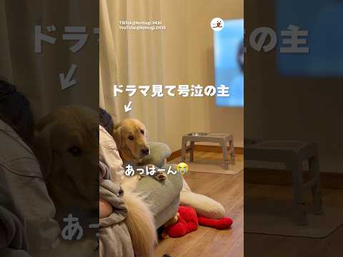 ドラマで号泣の主に戸惑う犬｜PECO サムネイル