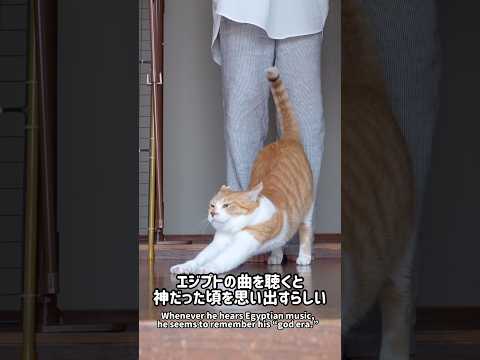 【猫の日】神だった頃を思い出した猫 元野良猫チャチャ ねこ ネコ 猫武将 猫 サムネイル