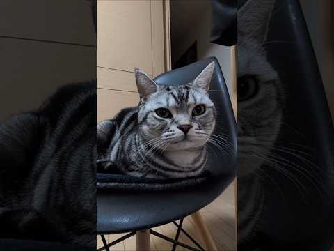アメショーのラッテ アメショ アメリカンショートヘア 猫と暮らす家猫との暮らし猫 サムネイル