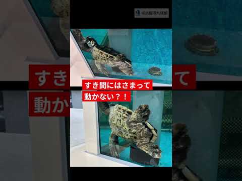 心配いりません 　shots