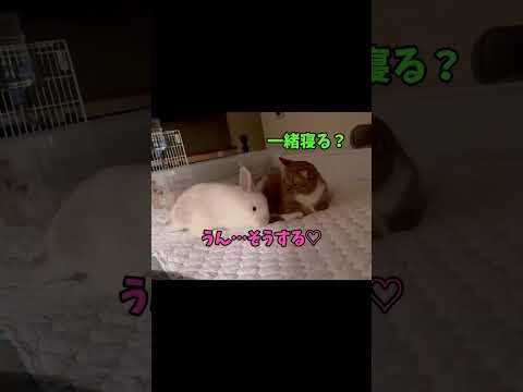 可愛すぎて尊い…！🥺 サムネイル