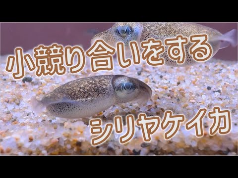 話題のシリヤケイカの小競り合いシーンを見逃すな！