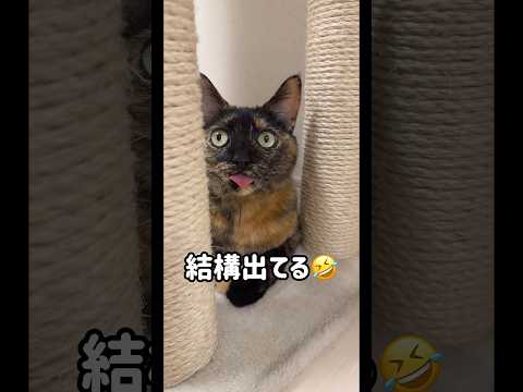 配信中に舌が出しっぱなしになってしまう猫たち shorts サムネイル