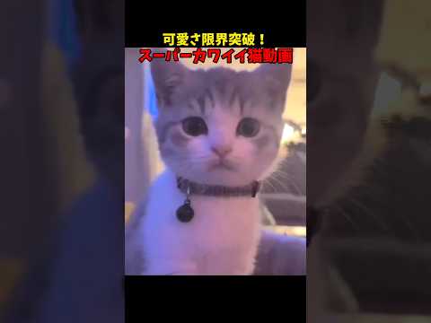 可愛さ限界突破！ 猫 cat cats cute サムネイル