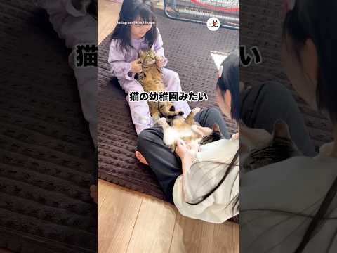 猫の幼稚園みたい｜PECO
