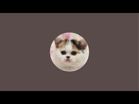 猫は液体 がライブ配信中!