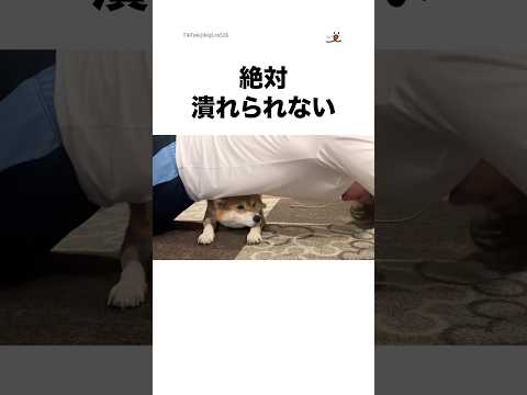 絶対潰れられない｜PECO サムネイル