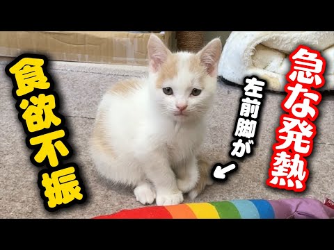 緊急で病院へ…子猫の病状についてご報告です