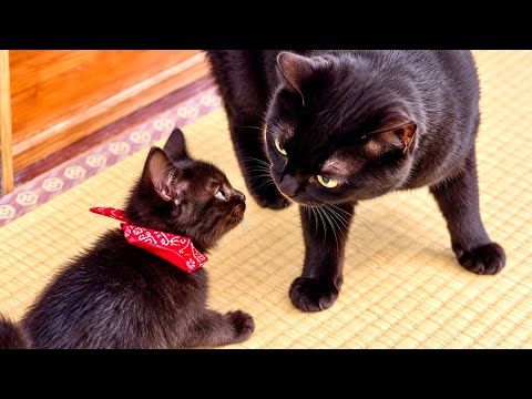 初めて子猫と大きな黒猫が対面したら予想外の展開に。。
