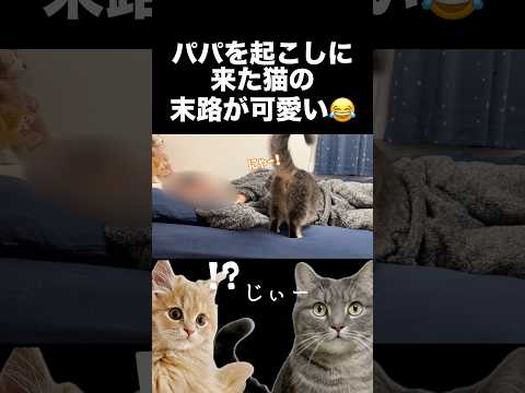 パパを起こしに来た猫の末路が可愛いwshorts 猫 猫好きさんと繋がりたい サムネイル