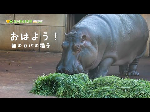 話題のカバ・福子の朝活！プールでの神回を見逃すな