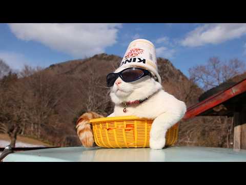 こたつのねこたちLIVE配信　　2026年3月14日 サムネイル