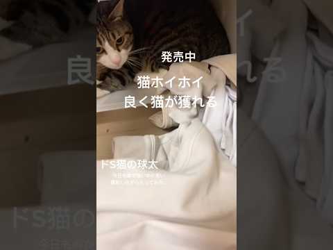 どう言う事？2020年9月4日cats memories 球太 サムネイル