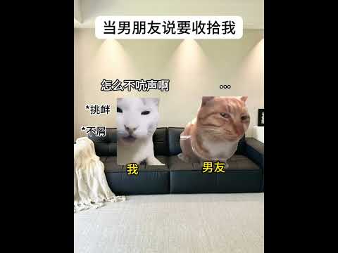 当男朋友说要收拾我 有趣 猫meme 猫meme剧场 猫meme小剧场 内容过于真实  故事 貓 猫猫meme小剧场… サムネイル