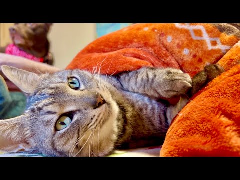 99% Will Get Sleepy in 5 Minutes | Relaxing Cat & Water Sou… サムネイル