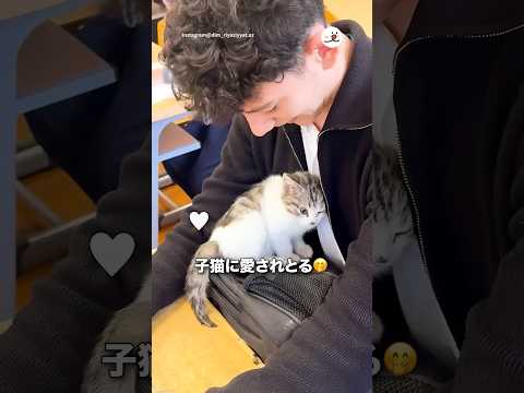 学校に子猫がやってきた！｜PECO サムネイル