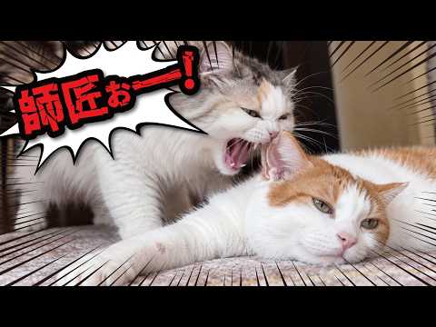 【検証】猫は自分の名前を覚えているのでしょうか…？