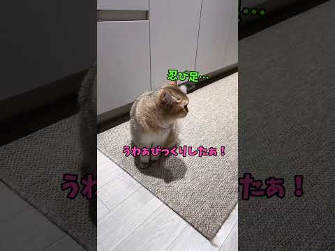 可愛いんだな〜これが🌸 サムネイル