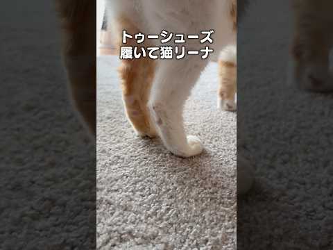 「猫リーナ」猫あるある|フルはApple Musicほか音楽アプリへ