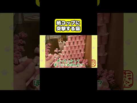 紙コップに突撃する猫　猫 おもしろ アテレコ ニャンチューバーつくし