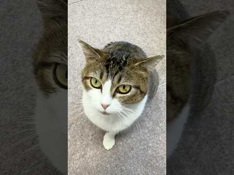 今日こそはシャーされないチャレンジ サムネイル