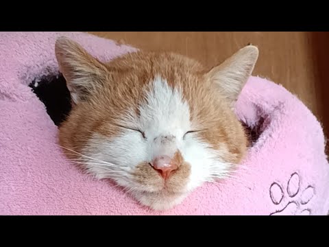 野良猫 がライブ配信中！ サムネイル