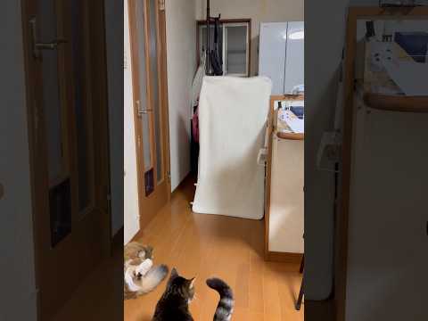 消えたぁー！ サムネイル