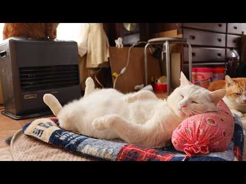 ファンヒーターの前でヘソ天しらたま　260227 サムネイル