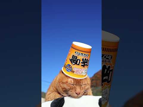カップヌードル 味噌　260107　のせ猫　カップヌードル cat cute 猫のいる暮らし　 ネコ　 ねこ　 猫のい… サムネイル