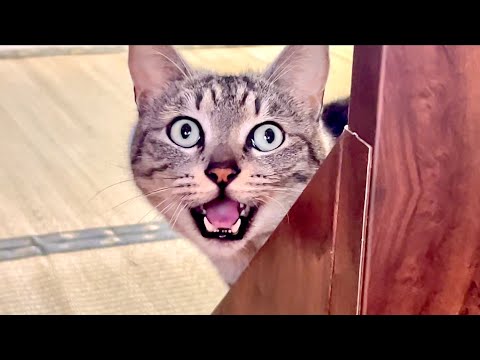 え？猫の声に異変が。。 サムネイル