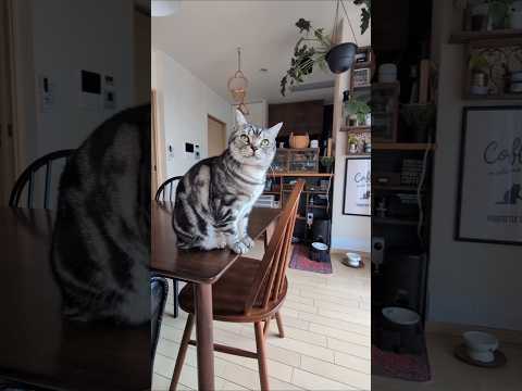 アメショーのラッテ アメショ アメリカンショートヘア 猫と暮らす家猫との暮らし猫