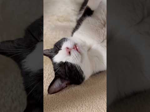 ペッタンコやな サムネイル