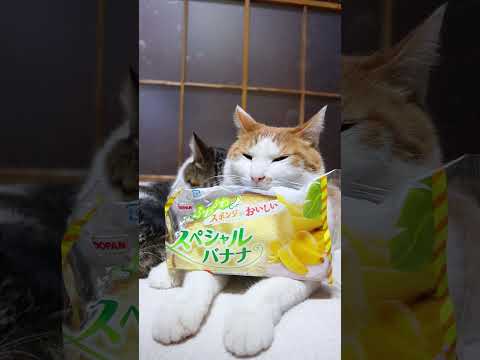スペシャルバナナ　260411　のせ猫　 cat　 cute　 猫のいる暮らし　 kitten　 kitty　 ねこ… サムネイル