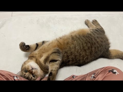 結局お腹がもふもふしてコロコロしてる猫が1番可愛い サムネイル