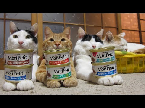 こたつのねこたちLIVE配信　　2026年2月14日 サムネイル