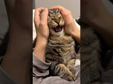 【マズルの歌】大暴れぷりぷりﾌﾟﾘﾝｾｽを確保...!? cat 猫 サムネイル