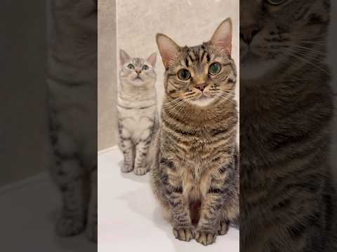 お風呂が大好きな猫と、大興奮の飼主たちwww cat 猫 サムネイル