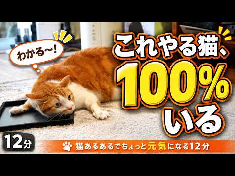 猫好きしか分からない12分｜これやる猫、100%いる サムネイル