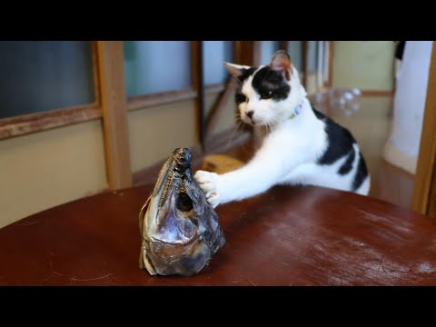 ちゃぶ台の上の新巻鮭頭　260115 サムネイル