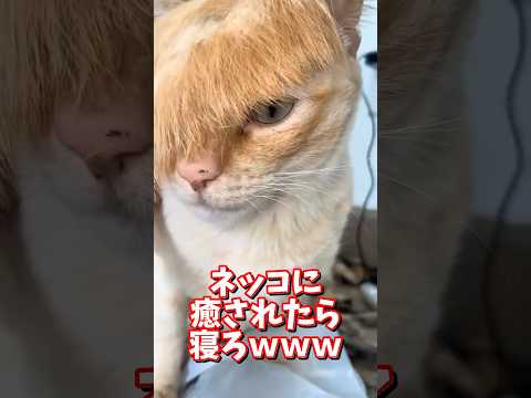 ネッコの動画で癒されたら寝ろｗｗｗ　2ch  動物  猫 癒やし ねこ動画 サムネイル