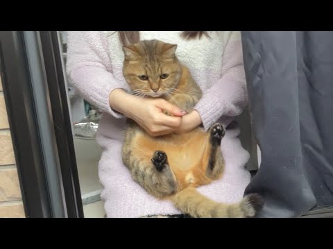 久しぶりの雪を見て驚きを隠せない猫がこちらです… サムネイル