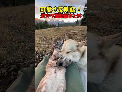 こんなん反則❤️ 猫 cat cats cute