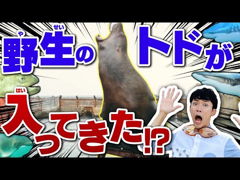 北海道行くなら絶対ここ！日本一自然に近すぎる「おたる水族館」が衝撃すぎた…【完全ガイド・北海道旅行】 サムネイル