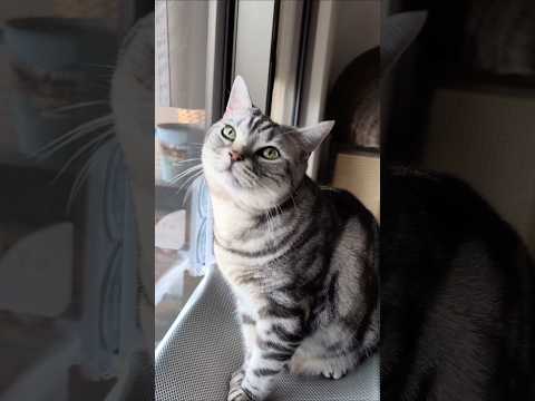 アメショーのラッテ アメショ ＃アメリカンショートヘア猫との暮らし猫cat