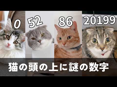 猫の頭の上に謎の数字が現れました… サムネイル
