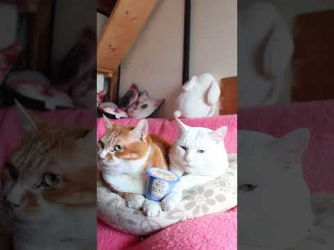 栗原さんちのおすそわけ あなたと食べたいカスタードプリン　260428　のせ猫　 cat　 プリン　 ねこ　 ぷりん… サムネイル