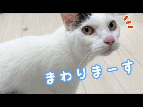 ママの周りをぐるぐる回るチロさん…ｗ サムネイル